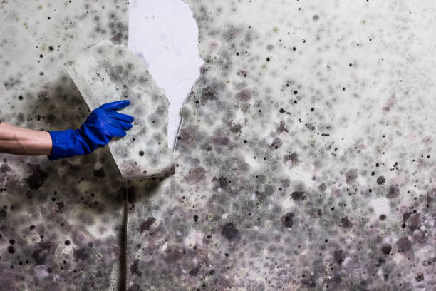 Attic Mold Removal in Rupert, ID