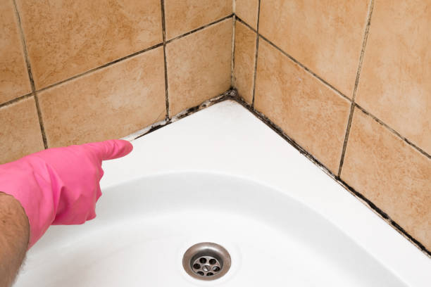 Best Mold Cleaning Services  in Rupert, ID